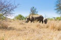 White rhinoceros with puppy, South Africa Royalty Free Stock Photo